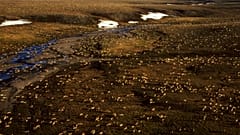 Luftaufnahme einer Karibu-Herde im Arctic National Wildlife Refuge im Nordosten von Alaska
