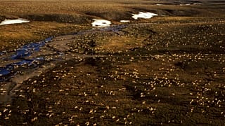 Luftaufnahme einer Karibu-Herde im Arctic National Wildlife Refuge im Nordosten von Alaska