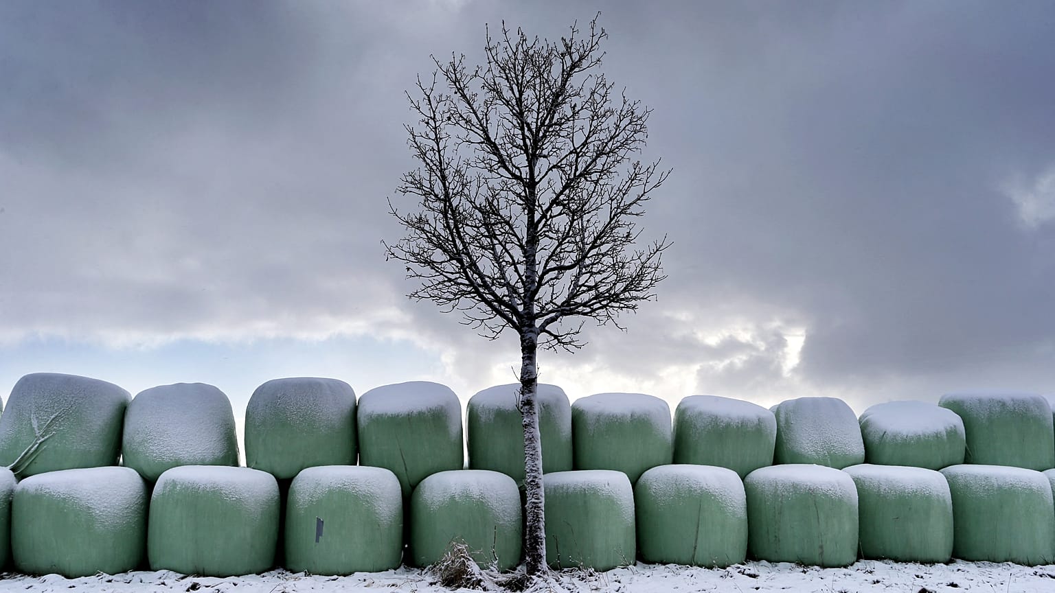 Germania, dicembre 2019: balle di fieno conservate in teloni di plastica