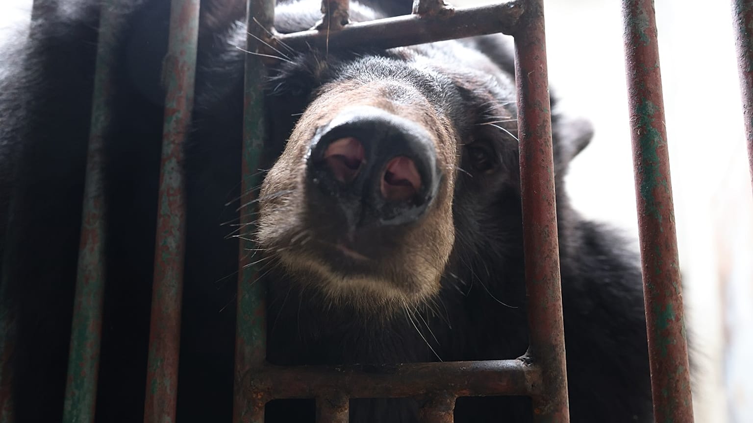 Animals Asia