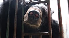 Animals Asia