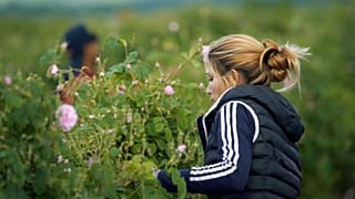 A crise das rosas na Bulgária