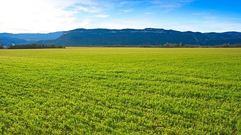 The United Nations has set out plans for a decade of ecosystem restoration