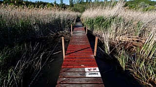Il lago Balaton, il cui ecosistema è molto fragile e le cui rive sono in pericolo a causa di sviluppi speculativi, Ungheria