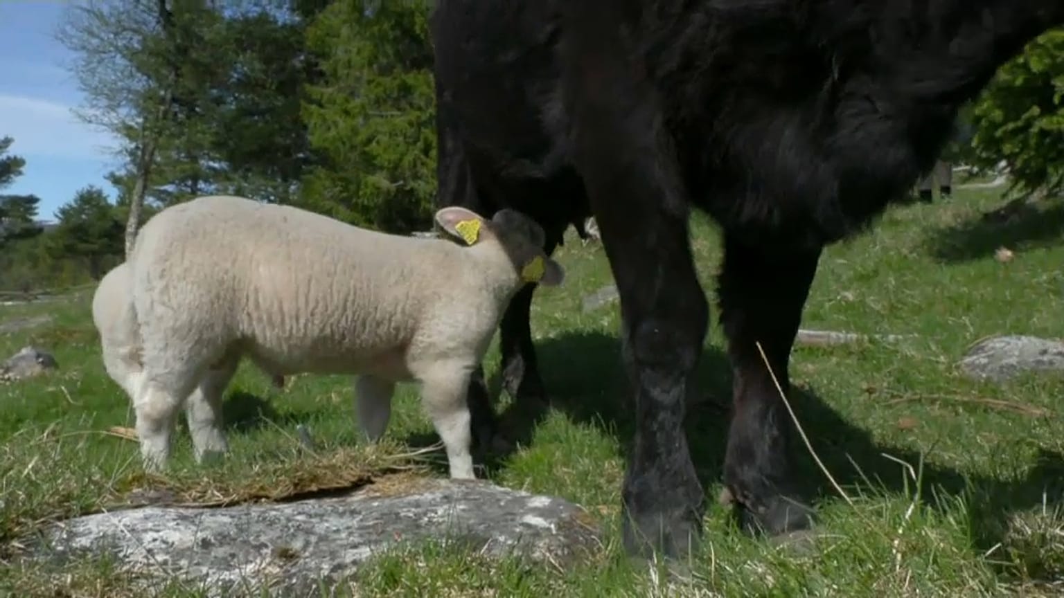 Die Lämmer von Bauer Gjermund Vaterland haben eine Adoptivmama gefunden