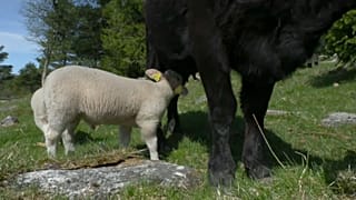 Die Lämmer von Bauer Gjermund Vaterland haben eine Adoptivmama gefunden