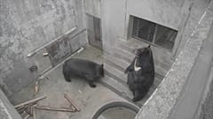 Dos de los osos en la granja antes de ser liberados