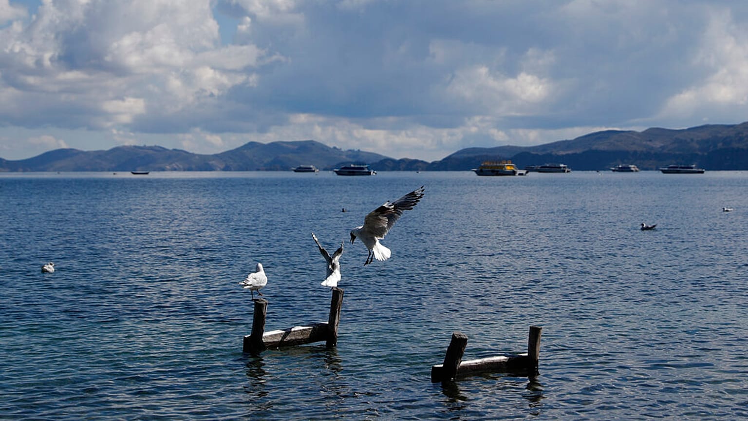 Seagulls perch on wooden posts 