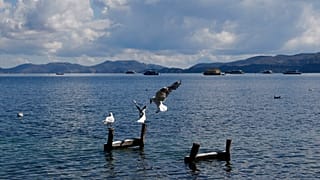 Seagulls perch on wooden posts 
