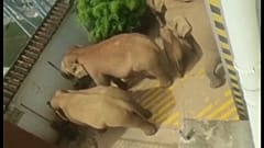 Οι ελέφαντες σε αυλή σπιτιού σε χωριό της Κίνας