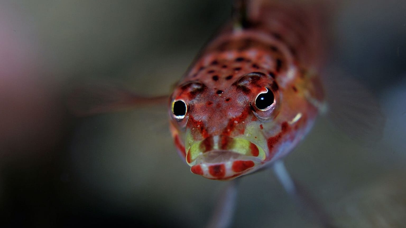The fish doorbell has been rung over 100,000 times in two months