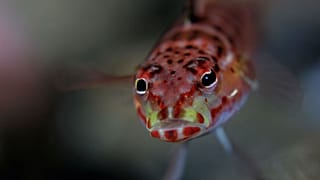 The fish doorbell has been rung over 100,000 times in two months