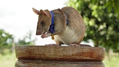 Riesenhamsterratte Magawa hilft, Landminen ausfindig zu machen