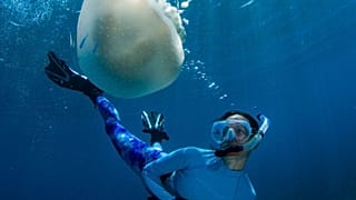 Celine Cousteau diving with jellyfish