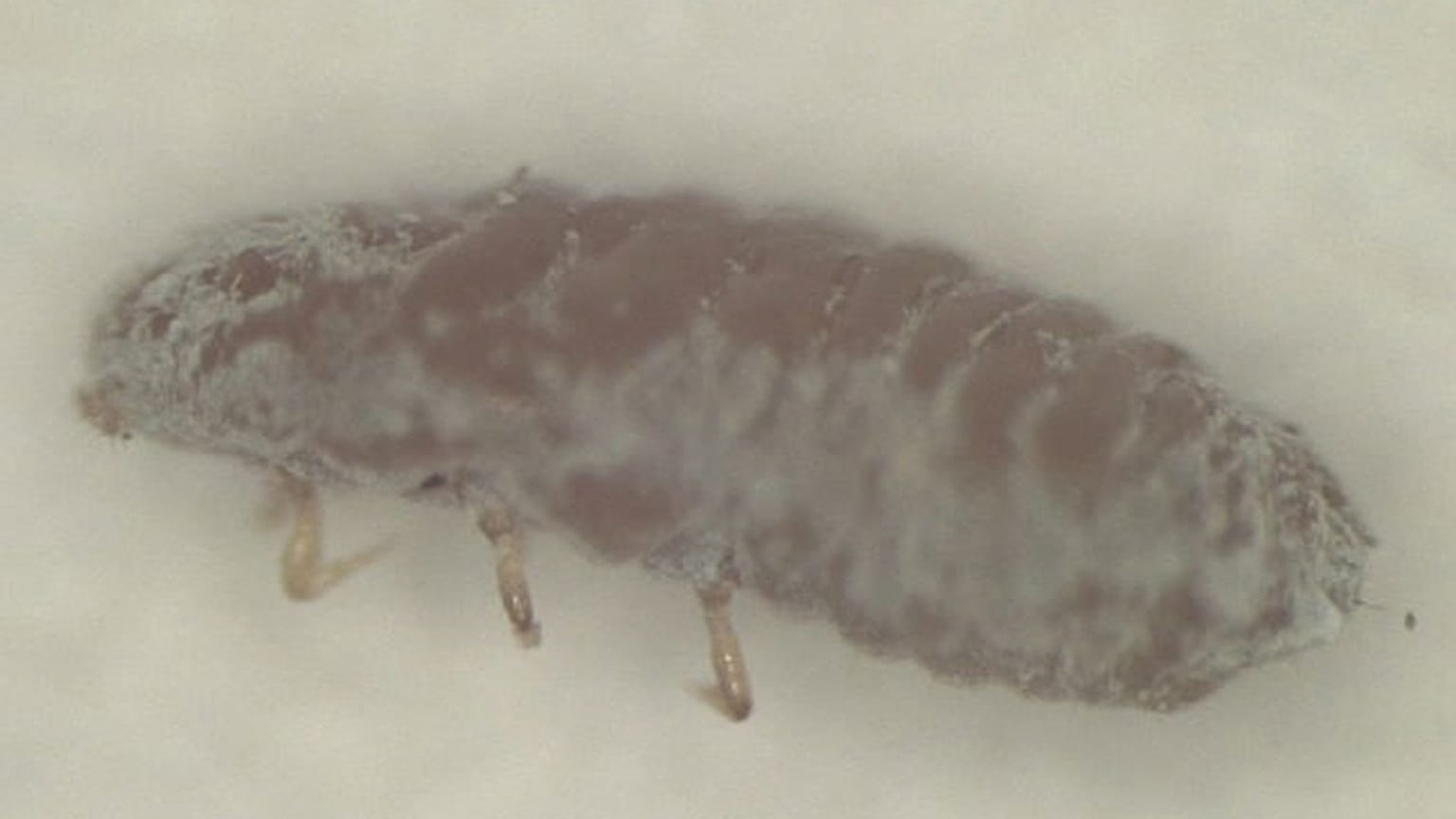 Gefährliche Laus Ripersiella hibisci