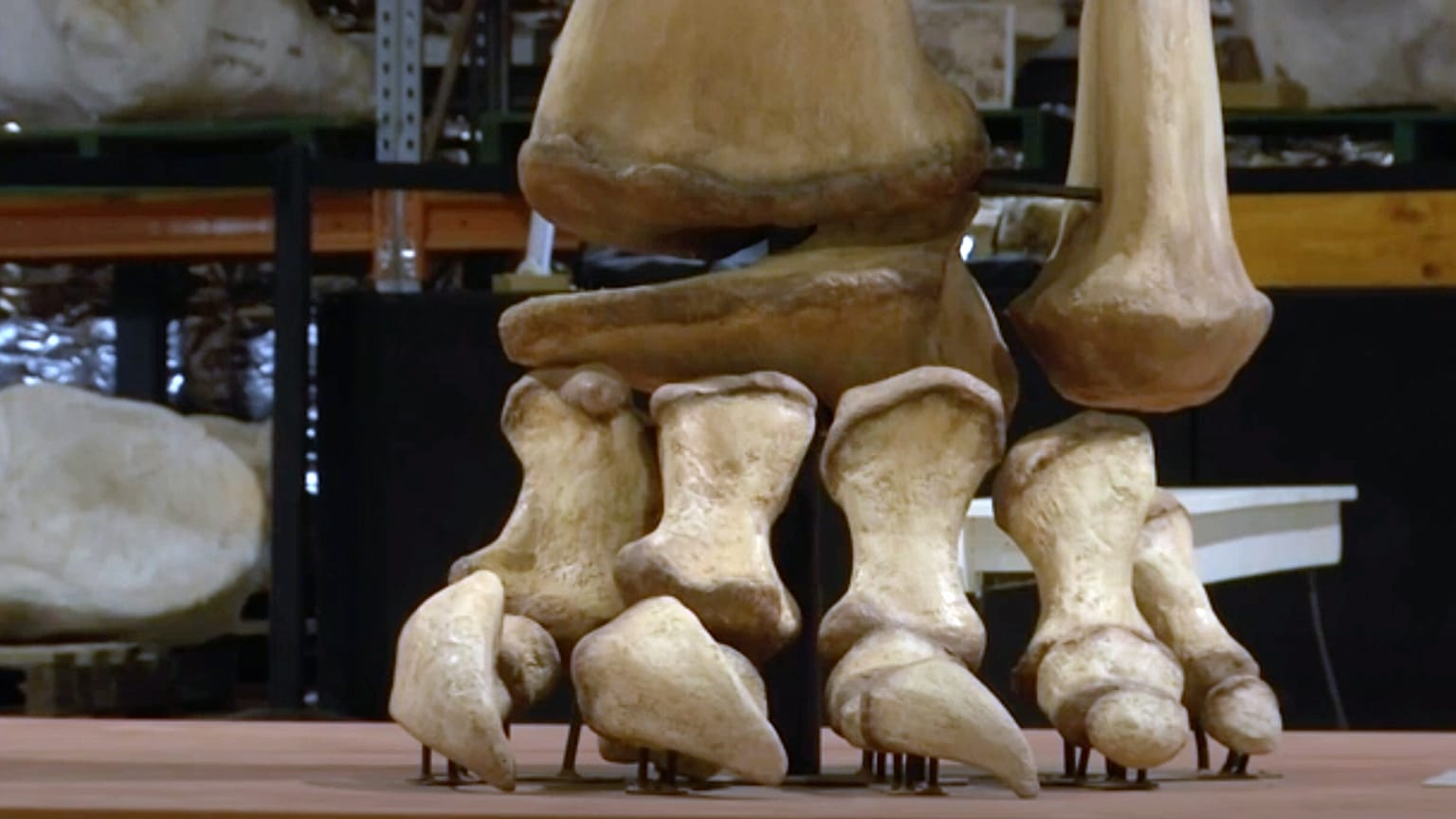 Avustralya'nın Queensland eyaletinde, şu ana kadar dünyanın bulunan en büyüklerinden biri olduğu belirtilen yeni bir 'dev dinozor' türü keşfedildi