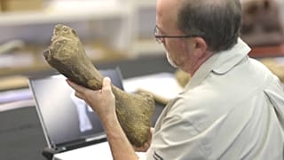 Australotitan Beinknochen