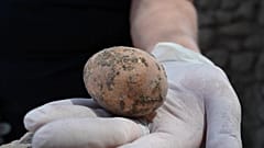 Unglaublicher Fund: 1.000 Jahre altes Hühnerei entdeckt
