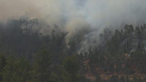 Wildfire, flames and smoke rising from burning trees