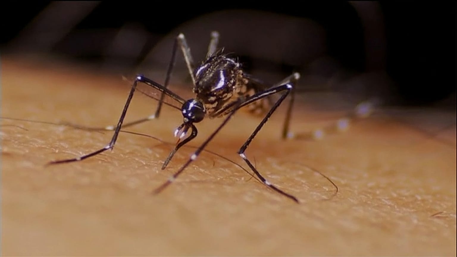 Mosquito on skin