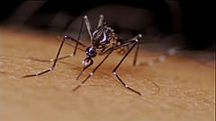 Mosquito on skin