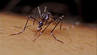 Mosquito on skin