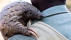 Pangolin
