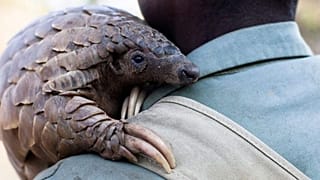 Pangolin