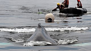 A team from the Center for Coastal Studies in Provincetown, Mass., use a knife at the end of a pole to free a humpback whale from fishing gear near Boston harbor, June 9, 2021