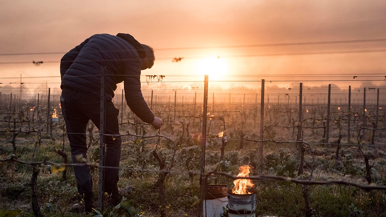 In this file photo taken on April 12, 2021 a man checks vine buds during the burning of anti-frost candles in the Luneau-Papin wine vineyard in Le Landreau