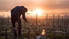 In this file photo taken on April 12, 2021 a man checks vine buds during the burning of anti-frost candles in the Luneau-Papin wine vineyard in Le Landreau