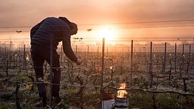 In this file photo taken on April 12, 2021 a man checks vine buds during the burning of anti-frost candles in the Luneau-Papin wine vineyard in Le Landreau
