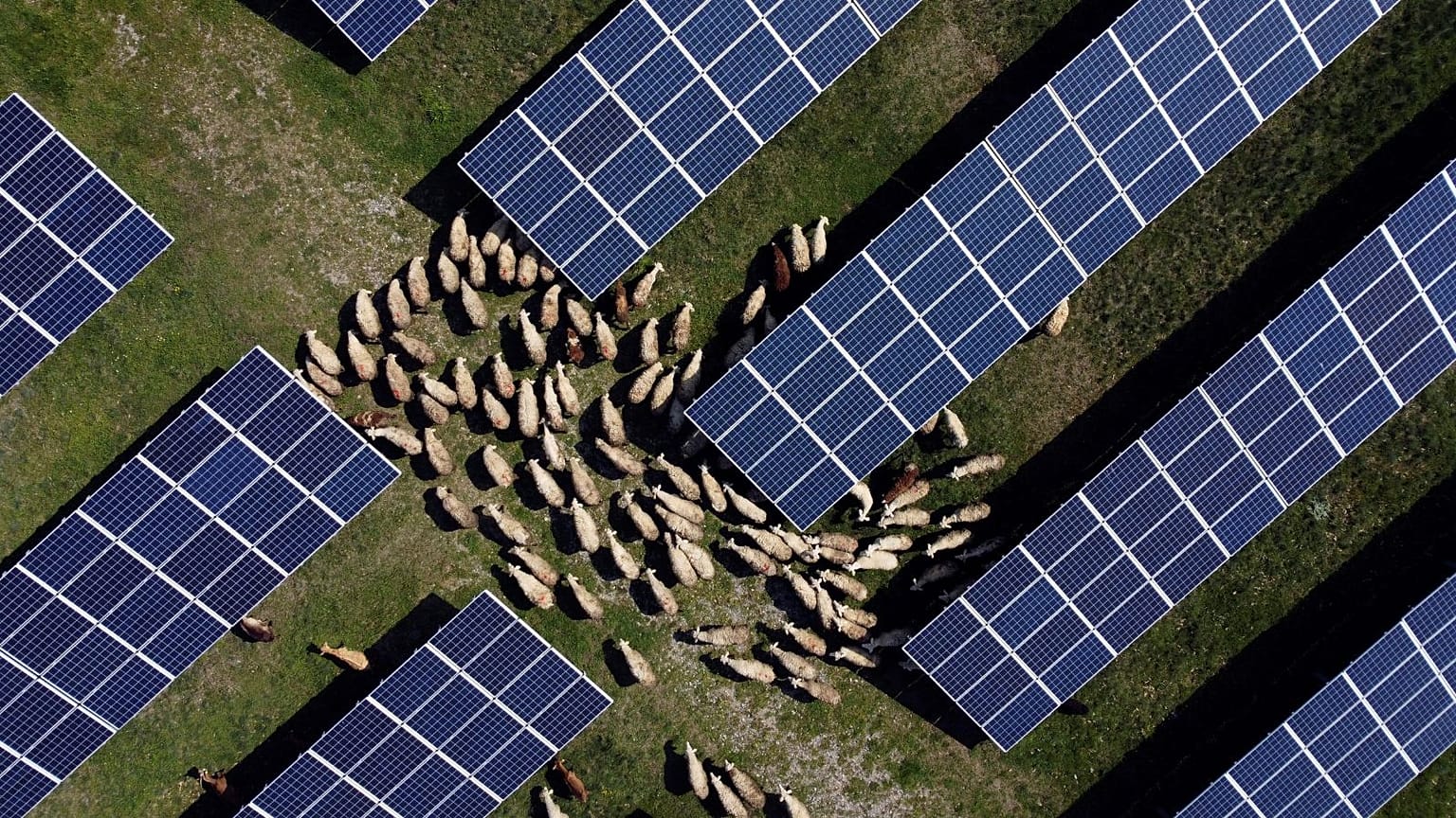 Sheep graze between the solar panels of a solar park in Rogane, Kosovo, 1 May 2023.