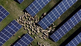 Sheep graze between the solar panels of a solar park in Rogane, Kosovo, 1 May 2023.