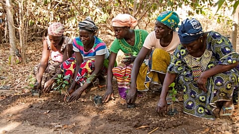 Mali, Koulikoro - Tree Aid supports women to plant and protect trees to benefit the entire community for future generations 