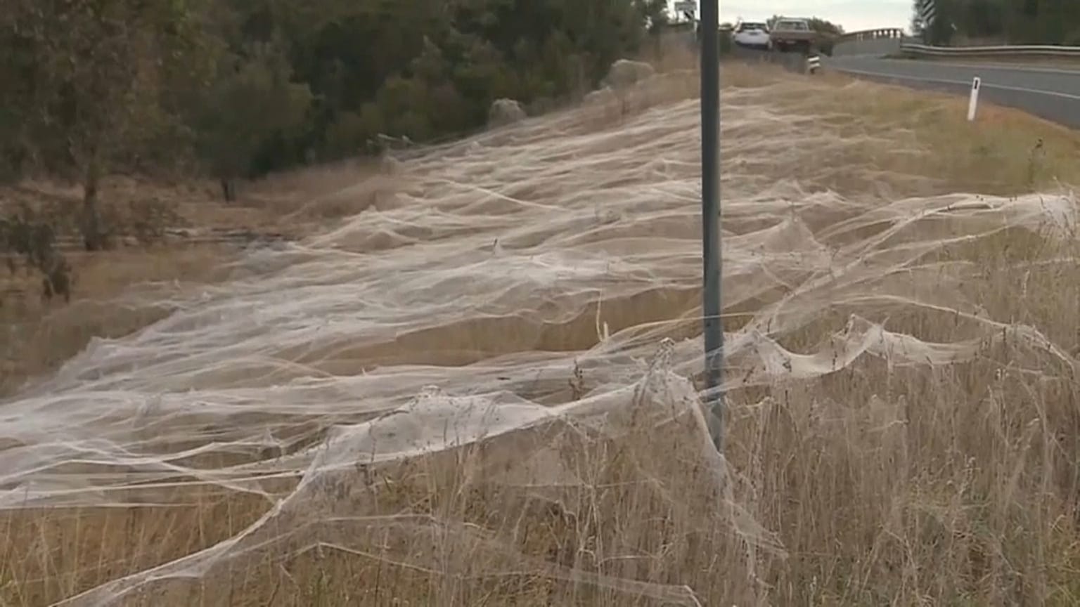 Inundación de telarañas en el estado australiano de Victoria