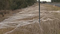 Inundación de telarañas en el estado australiano de Victoria
