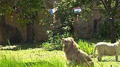 Immer das richtige Steak: Löwe Boy ist das ultimative EM-Orakel
