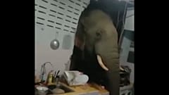 Жители Хуахина сняли на видео, как голодный слон вломился к ним в дом 