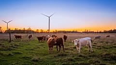 Livestock play a large factor in meeting the 2050 goal for Europe to be self-sustainable in the agriculture sector 