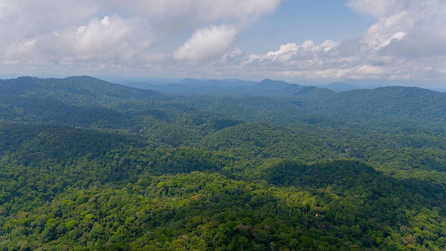 Gabon's rainforests absorb a total of 127 million tonnes of CO2 every year.