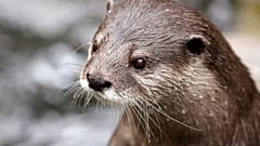 Otter baden im Eis und essen Eiswürfel