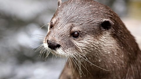 Otter in zoo