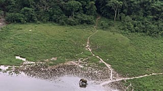 In this file photo dated July 4, 2001, aerial photo, a lone elephant grazes at a clearing in the rain forest of Lope Reserve, Gabon.