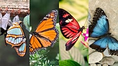 Colombia now has the most species of butterfly in the world