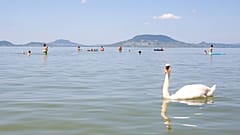 Fürdőzők a kánikulában a balatonfenyvesi szabadstrandon 2021. június 22-én. Az országos tisztifőorvos harmadfokú hőségriadót rendelt el a kánikula miatt.
