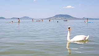 Fürdőzők a kánikulában a balatonfenyvesi szabadstrandon 2021. június 22-én. Az országos tisztifőorvos harmadfokú hőségriadót rendelt el a kánikula miatt.