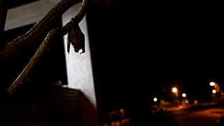 Nipah virüsü nedir, belirtileri ne, tedavisi var mı?