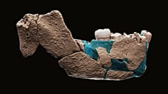 Reconstrucción virtual de la mandíbula de un ancestro humano encontrada en Nesher Ramla, Israel.