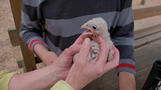Птенец сокола балобана в питомнике "Холзан"